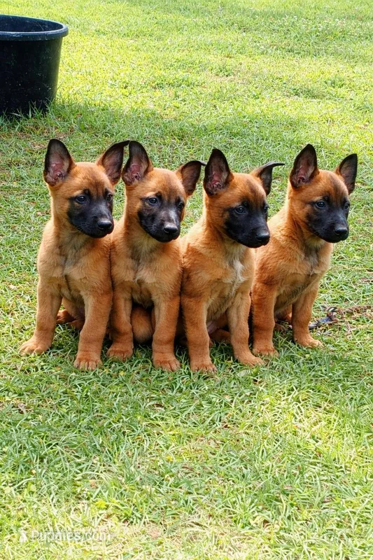 Tommy  – Belgian Malinois puppy for sale in Poplarville, MS