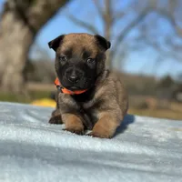 Wyatt , a male Belgian Malinois for sale in Poplarville, MS – Photo 3 of 5