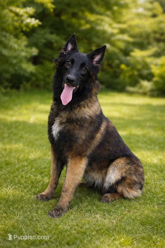 Tizzy  – Belgian Malinois puppy for sale in Poplarville, MS