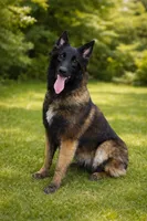Tizzy , a female Belgian Malinois for sale in Poplarville, MS – 1 of 1