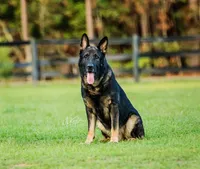 Julian, a male German Shepherd Dog for sale in Poplarville, MS – Photo 5 of 9