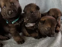 Julian, a male German Shepherd Dog for sale in Poplarville, MS – Photo 9 of 9