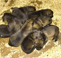 Julian, a male German Shepherd Dog for sale in Poplarville, MS – Photo 8 of 9