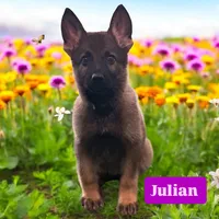 Julian, a male German Shepherd Dog for sale in Poplarville, MS – Photo 1 of 9