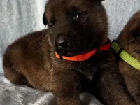 Julian, a male German Shepherd Dog for sale in Poplarville, MS – Photo 4 of 9