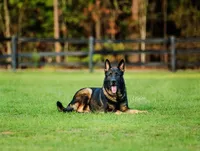 Julian, a male German Shepherd Dog for sale in Poplarville, MS – Photo 6 of 9