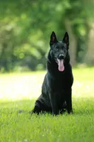 Julian, a male German Shepherd Dog for sale in Poplarville, MS – Photo 3 of 9