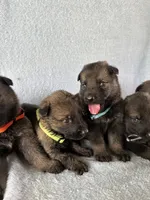 Julian, a male German Shepherd Dog for sale in Poplarville, MS – Photo 7 of 9