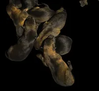 Julian, a male German Shepherd Dog for sale in Poplarville, MS – Photo 2 of 9