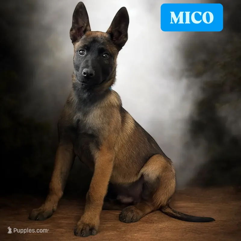 MICO