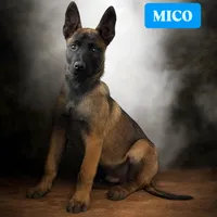 MICO, a male Belgian Malinois for sale in Poplarville, MS – Photo 1 of 3