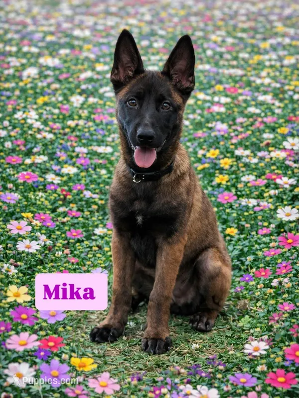 MICA – Belgian Malinois puppy for sale in Poplarville, MS