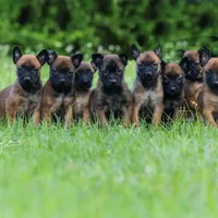 MICO, a male Belgian Malinois for sale in Poplarville, MS – Photo 2 of 3