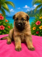 Rubi, a female German Shepherd Dog for sale in Poplarville, MS – 1 of 1