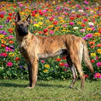 OSCAR , a male Dutch Shepherd for sale in Poplarville, MS – Photo 1 of 3
