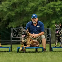 OSCAR , a male Dutch Shepherd for sale in Poplarville, MS – Photo 3 of 3