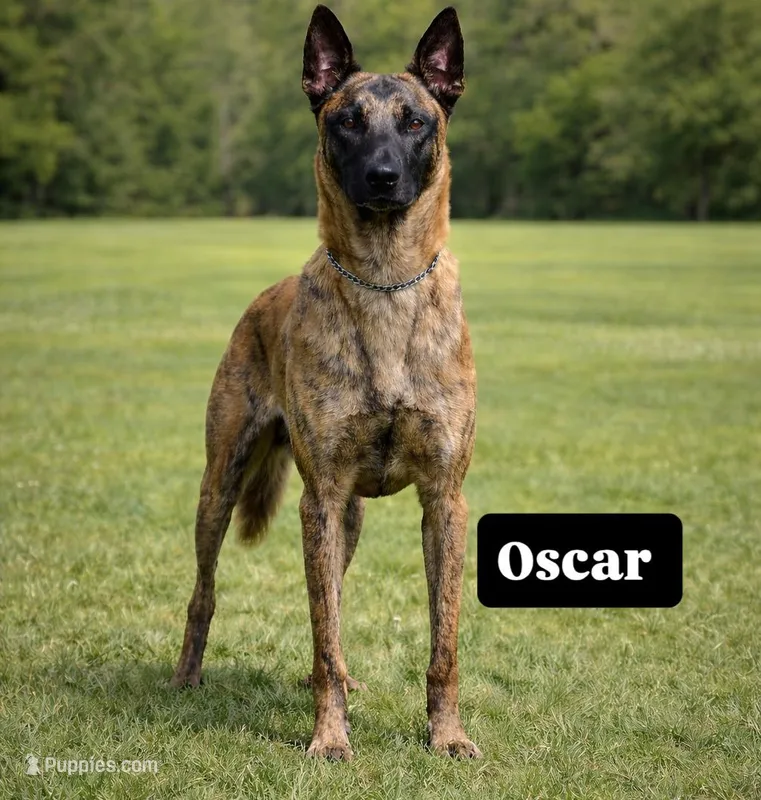 OSCAR  – Dutch Shepherd puppy for sale in Poplarville, MS