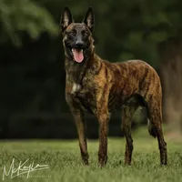 OSCAR , a male Dutch Shepherd for sale in Poplarville, MS – Photo 2 of 3