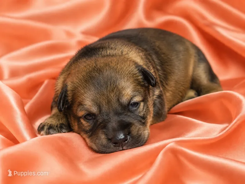 Zeke – German Shepherd Dog puppy for sale in Poplarville, MS