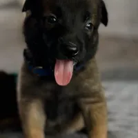 Lisa, a female Belgian Malinois for sale in Poplarville, MS – Photo 1 of 4