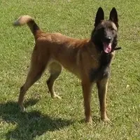 Lisa, a female Belgian Malinois for sale in Poplarville, MS – Photo 2 of 4