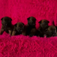 Lisa, a female Belgian Malinois for sale in Poplarville, MS – Photo 3 of 4