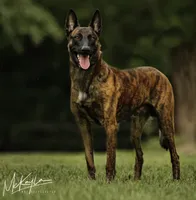 NYX , a male Dutch Shepherd for sale in Poplarville, MS – 2 of 4