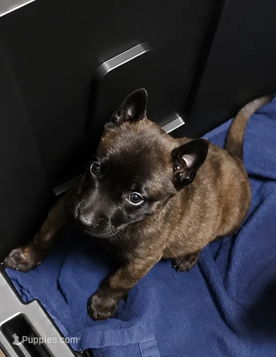 NYX  – Dutch Shepherd puppy for sale in Poplarville, MS
