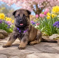 Rita, a female German Shepherd Dog for sale in Poplarville, MS – 1 of 2