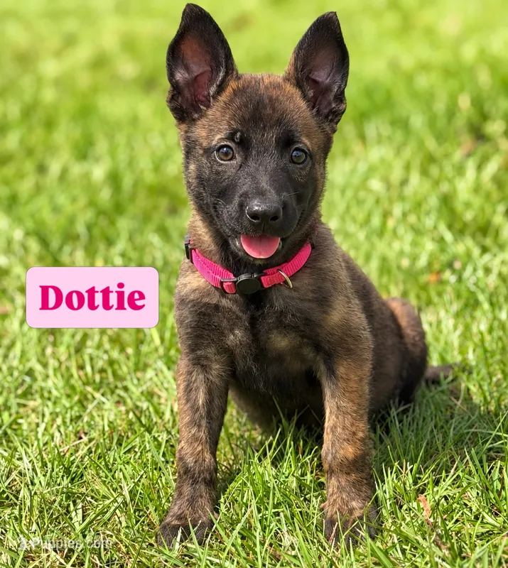 Dottie – Dutch Shepherd puppy for sale in Poplarville, MS