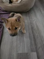 Neptune , a female Shiba Inu for sale in Coraopolis, PA – 4 of 5
