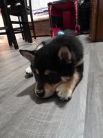 Tootsie Roll, a male Shiba Inu for sale in Coraopolis, PA – 3 of 5