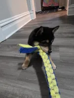 Tootsie Roll, a male Shiba Inu for sale in Coraopolis, PA – 5 of 5