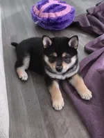 Tootsie Roll, a male Shiba Inu for sale in Coraopolis, PA – 2 of 5