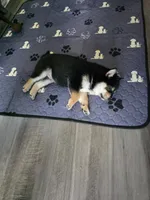Tootsie Roll, a male Shiba Inu for sale in Coraopolis, PA – 4 of 5