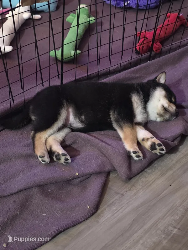 Tootsie Roll – Shiba Inu puppy for sale in Coraopolis, PA