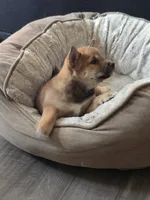 Neptune , a female Shiba Inu for sale in Coraopolis, PA – 3 of 5
