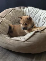 Neptune , a female Shiba Inu for sale in Coraopolis, PA – 2 of 5