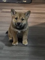 Neptune , a female Shiba Inu for sale in Coraopolis, PA – 5 of 5