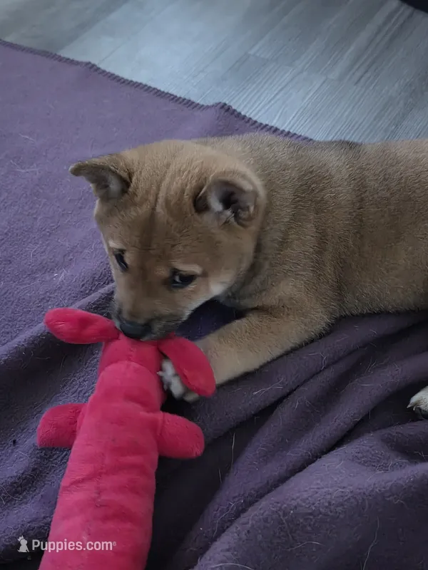 Neptune  – Shiba Inu puppy for sale in Coraopolis, PA