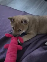 Neptune , a female Shiba Inu for sale in Coraopolis, PA – 1 of 5