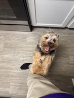 Paris, a male Yorkipoo for sale in Duluth, GA – Photo 3 of 3