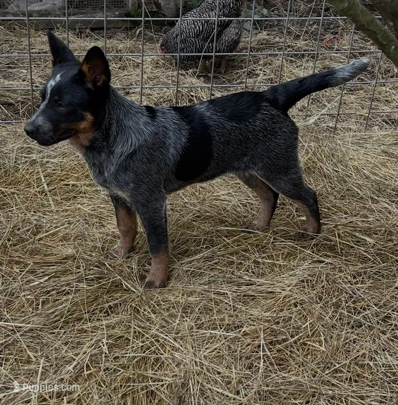 Jolene – Australian Cattle Dog puppy for sale in Yelm, WA