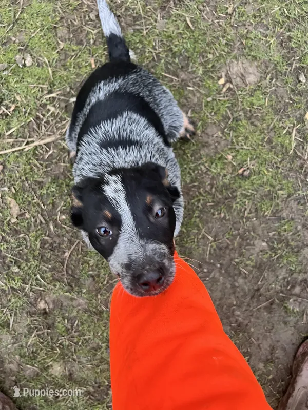 Jolene, a female Australian Cattle Dog for sale in Yelm, WA – Photo 1 of 2