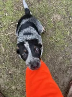Jolene, a female Australian Cattle Dog for sale in Yelm, WA – Photo 1 of 2
