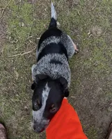 Jolene, a female Australian Cattle Dog for sale in Yelm, WA – Photo 2 of 2