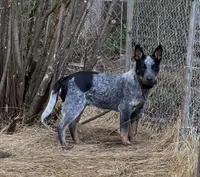 Grizzly, a male Australian Cattle Dog for sale in Yelm, WA – Photo 2 of 3