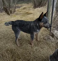 Specter, a male Australian Cattle Dog for sale in Yelm, WA – Photo 3 of 4