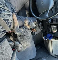 Specter, a male Australian Cattle Dog for sale in Yelm, WA – Photo 2 of 4