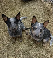 Specter, a male Australian Cattle Dog for sale in Yelm, WA – Photo 4 of 4